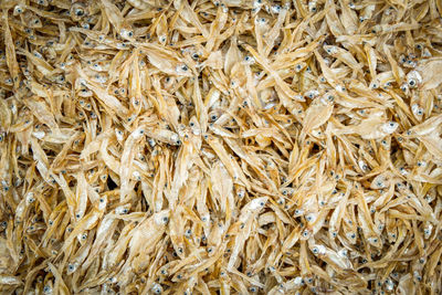 Full frame shot of dried plants