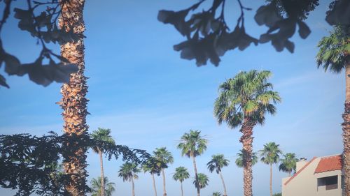 Low angle view of palm trees against sky
