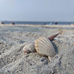 Close-up of seashell at beach