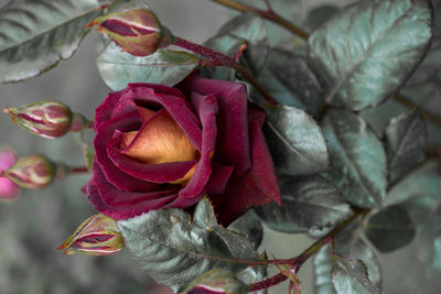 Close-up of red rose flowering plant