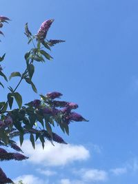 Low angle view of bird on branch against blue sky