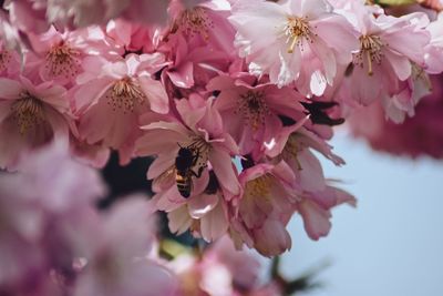 Close-up of pink cherry blossoms with bee