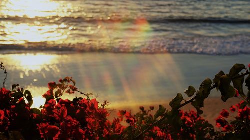 Close-up of flowering plants against lake during sunset