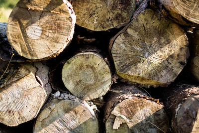 Full frame shot of logs in forest