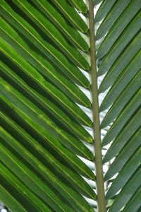 Full frame shot of palm leaf