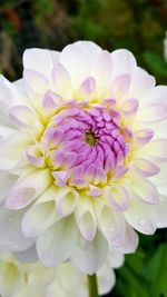 Close-up of flowers blooming outdoors