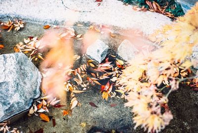 High angle view of dry maple leaves during rainy season