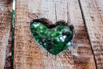 Close-up of heart shape on tree trunk