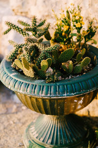 High angle view of potted plant