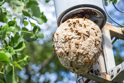 Low angle view of hornets on nest