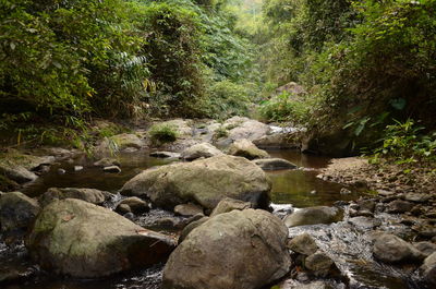 Stream flowing through rocks in forest