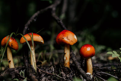 Close-up of mushrooms growing on land