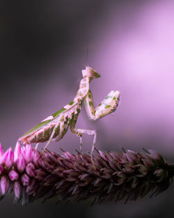 Close-up of insect on pink flower