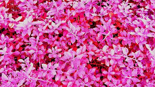 Full frame shot of pink flowers during autumn