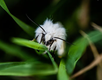 Close-up of a moth on plant 