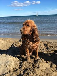 Dog on beach