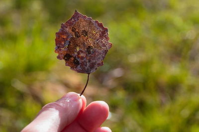 Close-up of hand holding leaf