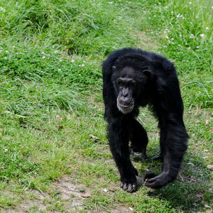 Chimpanzee on field
