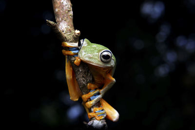 Close-up of frog on plant