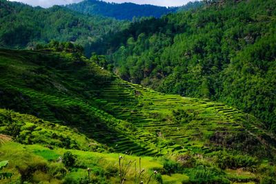 High angle view of agricultural field