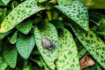 High angle view of black scorpion whip  insect green leaves