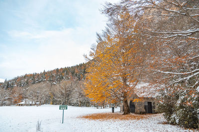 Trees on field during winter against sky