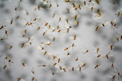 Full frame shot of insects flying