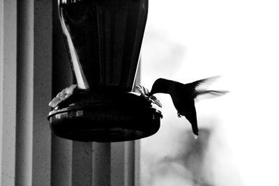 Low angle view of bird flying against sky