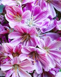 Close-up of pink flowers blooming outdoors