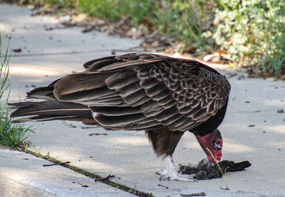 A happy turkey vulture eating a snack.