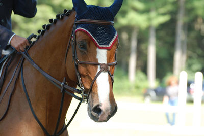 Hunter jumper horse with braids tack and a martingale at a horse show.