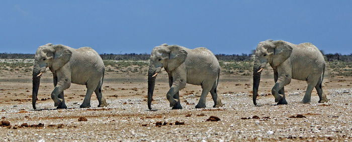 Elephants walking on landscape against clear sky