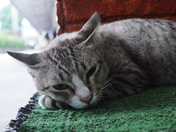 Close-up of a cat sleeping