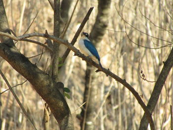 Low angle view of bird perching on branch