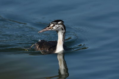 Close-up of duck in lake