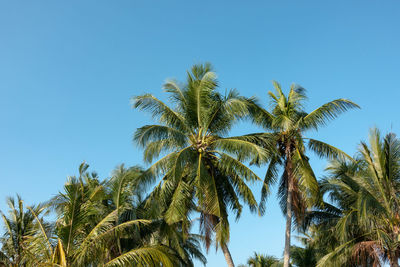 Low angle view of coconut palm trees against clear blue sky