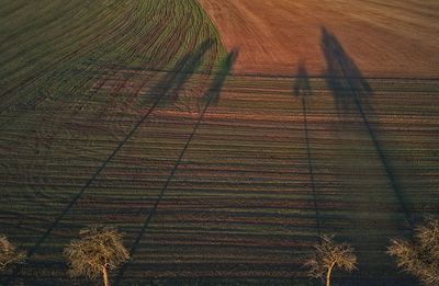 High angle view of crops on field