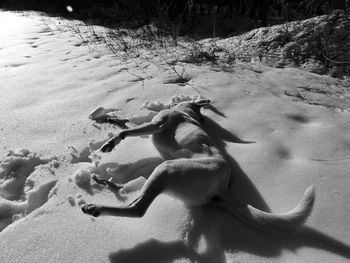 High angle view of bird on beach