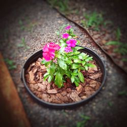 Close-up of flower plant