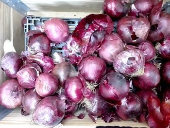 Close-up of red onions
