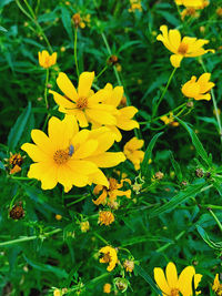 High angle view of yellow flowering plant on field