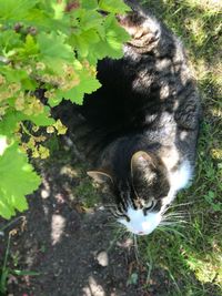 High angle view of cat on plant