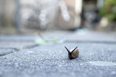 Close-up of snail on road