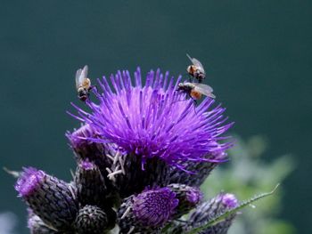 Close-up of honey bee pollinating flower