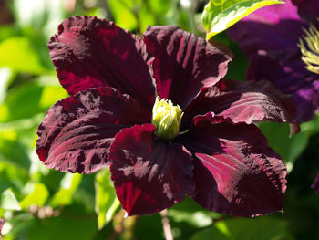 Clematis flower in blooming in spring