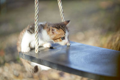 Portrait of kitten on wooden swing