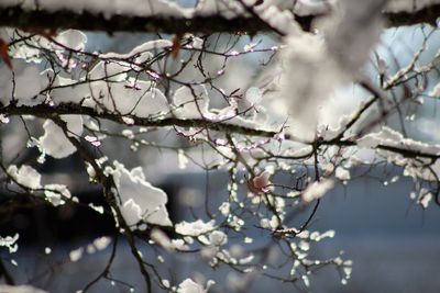 Close-up of cherry blossom tree during winter