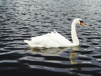 Swan swimming in lake