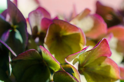 Close-up of flower blooming outdoors