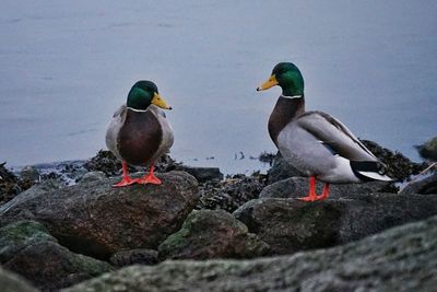 Close-up of birds on beach